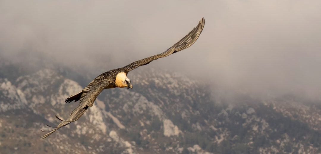 actividad-avistamiento-aves-lagos-covadonga.jpg